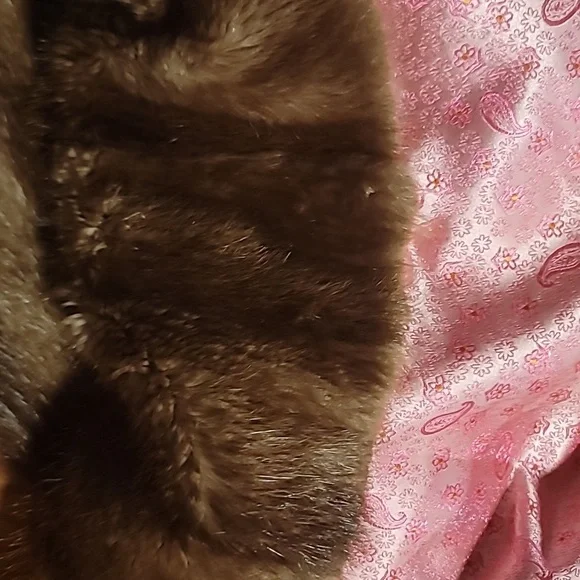 Full length beaver coat